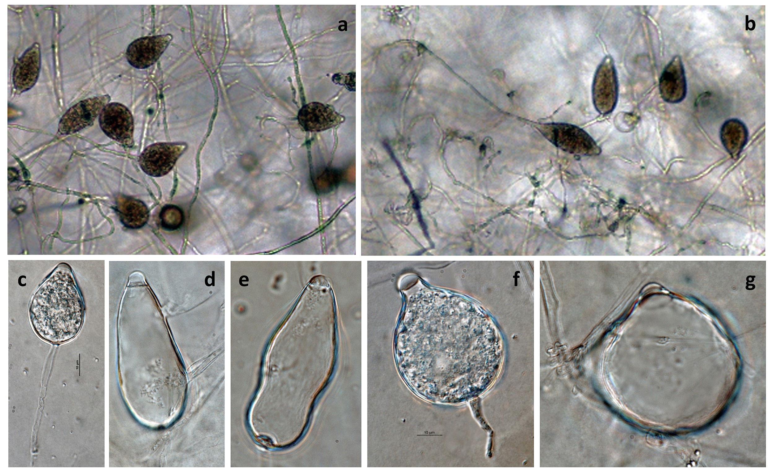   Phytophthora iranicanbsp; (ex-type CPHST BL 40) asexual phase: (andash;g) sporangia papillate, mostly persistent but sometimes caducous with medium length pedicel (f), sometimes bipapillate (g) and tripapillate; photos by Gloria Abad, USDA-APHIS-PPQ. 
